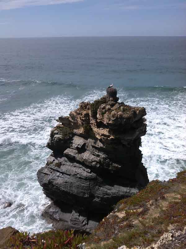 Cap8-Cegonha